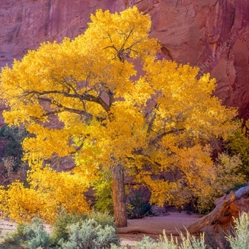 Populus fremontii