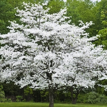 Cornus florida 'Appalachian Snow' 