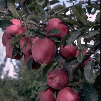 Malus pumila 'Lonacre' Lonacre