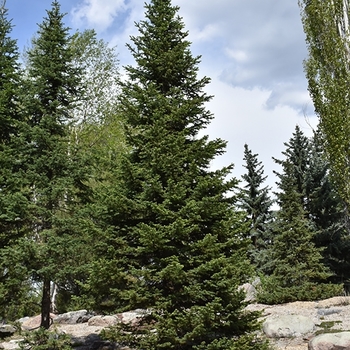 Abies lasiocarpa