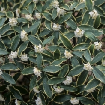 Daphne odora