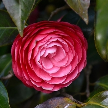 Camellia japonica 'Gigantea'