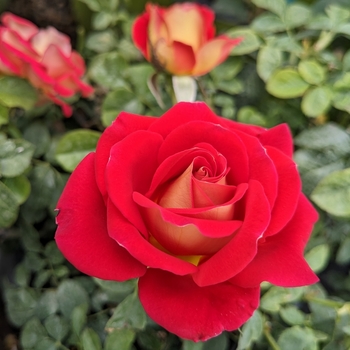Rosa 'Ketchup & Mustard' WEKzazette