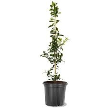 Ilex x attenuata 'Eagleston' 