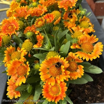 Gaillardia 'Orange Zest'