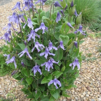 Clematis integrifolia 'Mongolian Bells®' PP20466P3