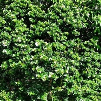 Carissa macrocarpa 'Boxwood Beauty'