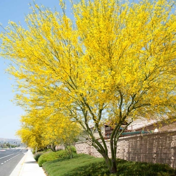 Cercidium 'Desert Museum'