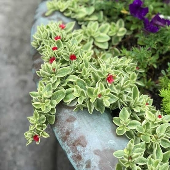 Aptenia cordifolia 'Variegated'