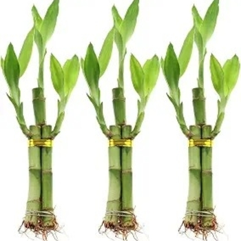 Dracaena sanderiana