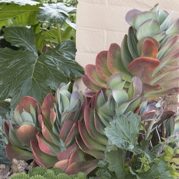 Kalanchoe thyrsiflora 'Desert Rose' 