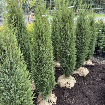 Juniperus communis 'Hibernica' 