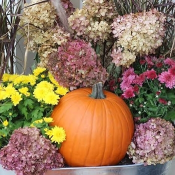 Chrysanthemum x morifolium 'Multiple Varieties' 