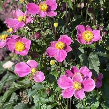 Anemone 'Dawn Breaker' 