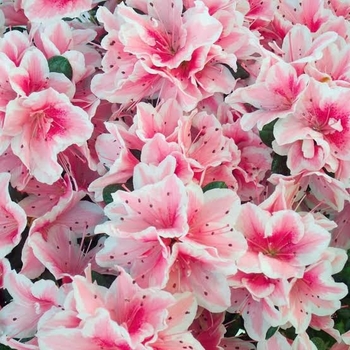 Rhododendron Robin Hill Hybrid 'Conversation Piece'