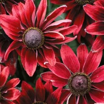 Rudbeckia hirta 'Cherry Brandy'