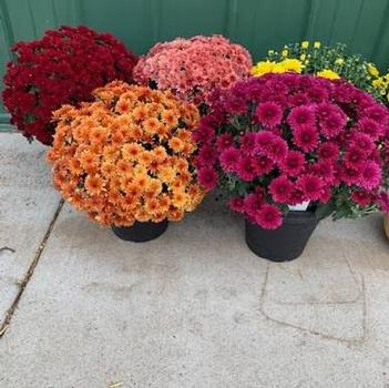 Chrysanthemum indicum