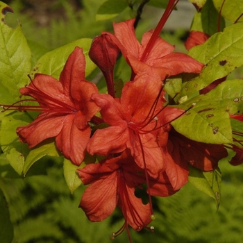 Rhododendron prunifolium