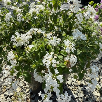 Lantana montevidensis 'Monma'
