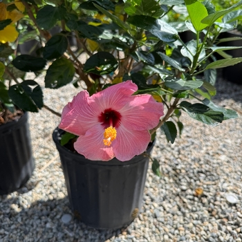 Hibiscus rosa-sinensis