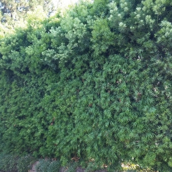 Podocarpus gracilior