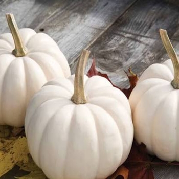 Cucurbita 'Casperita'