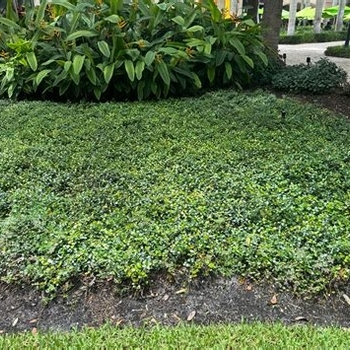 Trachelospermum asiaticum 'Minima'