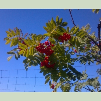 Sorbus aucuparia