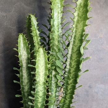 Euphorbia trigona