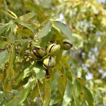 Carya illinoinensis 'Sumner' 