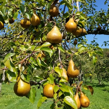 Pyrus communis 'Seckel'