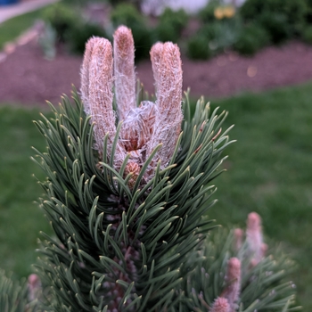 Pinus nigra 'Oregon Green' 