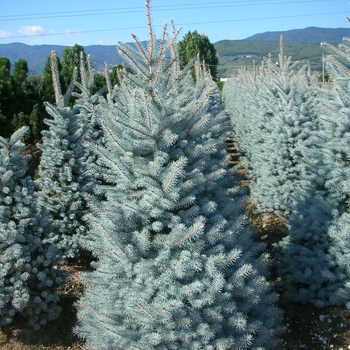 Picea pungens 'Blue Diamond'