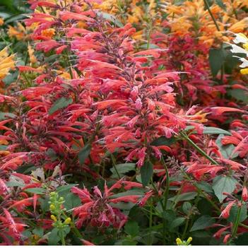 Agastache 'Red' USPP30974P3