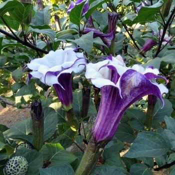 Datura metel