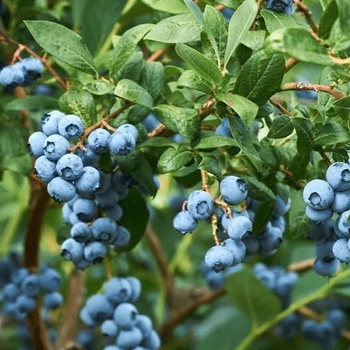 Vaccinium corymbosum 'FL09-216' PPAF