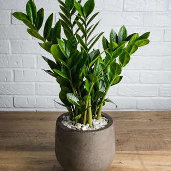 Zamioculcas zamiifolia