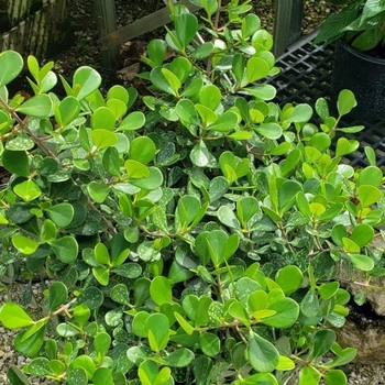 Clusia rosea 'Nana'
