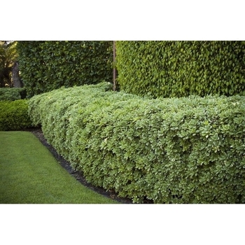 Pittosporum tenuifolium 'Variegatum' 
