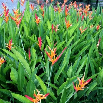 Heliconia stricta