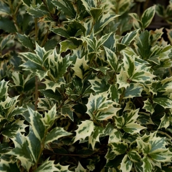 Osmanthus heterophyllus 'Variegatus' 