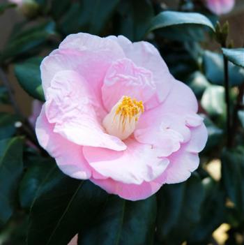 Camellia japonica 'April Blush'