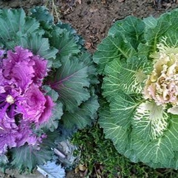 Brassica oleracea 'acephala'