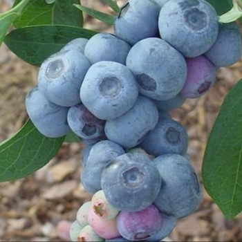 Vaccinium ashei 'T-959' 14/787,068