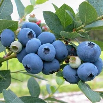 Vaccinium ashei 'Brightwell' 
