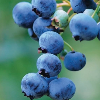 Vaccinium ashei 'Tifblue' 