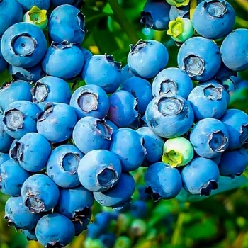 Vaccinium ashei 'Powder Blue' 