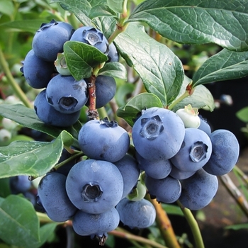 Vaccinium ashei 'Climax'