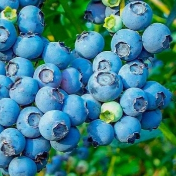 Vaccinium ashei 'Premier'