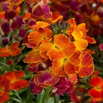 Erysimum linifolium 'Fire'